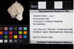 Foto (Objket + Etiketten) von Mundopsidae indet. 